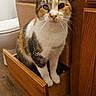 Wheezy joined the competition — help win amazing prizes! cat, calico, feline, drawer, wooden_drawer, cabinet, bathroom, toilet, curious, pet, indoor, floor, wood_floor, whiskers, fur, animal, one_eye, sitting, looking_at_camera, close_up