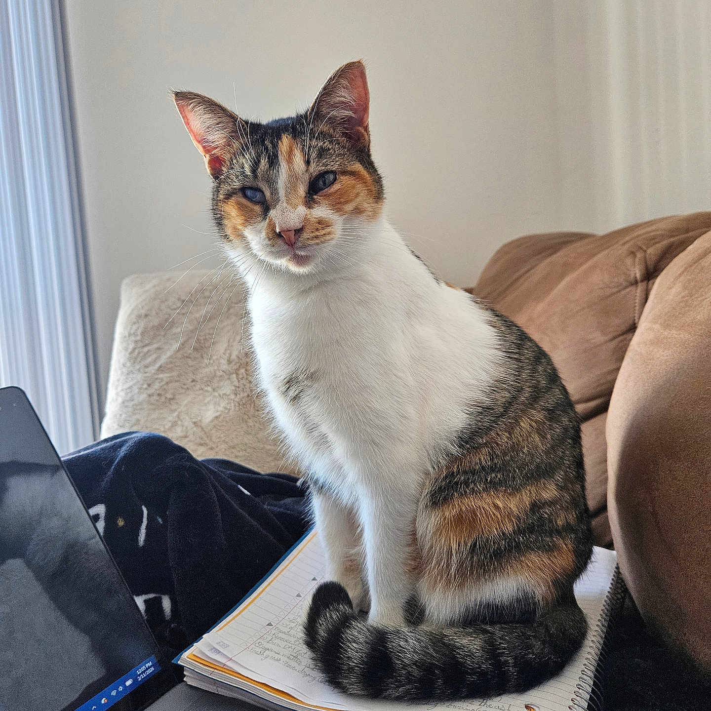 Wheezy is registered to the contest to win money with this photo: cat, calico, notebook, laptop, indoor, pet, feline, sitting, cozy, couch, blanket, computer, home, fur, tail, whiskers, curious, domestic_animal, relaxed, study