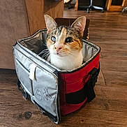 Wheezy joined the competition — help win amazing prizes! cat, one_eye_clouded, bag, red_bag, gray_bag, wooden_floor, indoor, furniture, chair, guitar, pet, curious, domestic_animal, fur, whiskers, ears, looking, cozy, home, animal