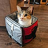 cat, one_eye_clouded, bag, red_bag, gray_bag, wooden_floor, indoor, furniture, chair, guitar, pet, curious, domestic_animal, fur, whiskers, ears, looking, cozy, home, animal