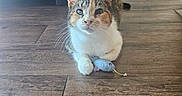 Wheezy is registered to the contest to win money with this photo: cat, calico, toy_mouse, wooden_floor, indoor, pet, animal, feline, cute, whiskers, claws, relaxed, playing, domestic, flooring, couch, furniture, eyes, small_toy, house