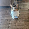 cat, calico, toy_mouse, wooden_floor, indoor, pet, animal, feline, cute, whiskers, claws, relaxed, playing, domestic, flooring, couch, furniture, eyes, small_toy, house