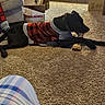 Jax joined the competition — help win amazing prizes! black_dog, canine, cardboard_boxes, carpet, collar, couch, cozy, dog, domestic_scene, furniture, home, indoors, living_room, long_legs, lying_down, pet, plaid_sweater, red_clothing, relaxed, wood_floor