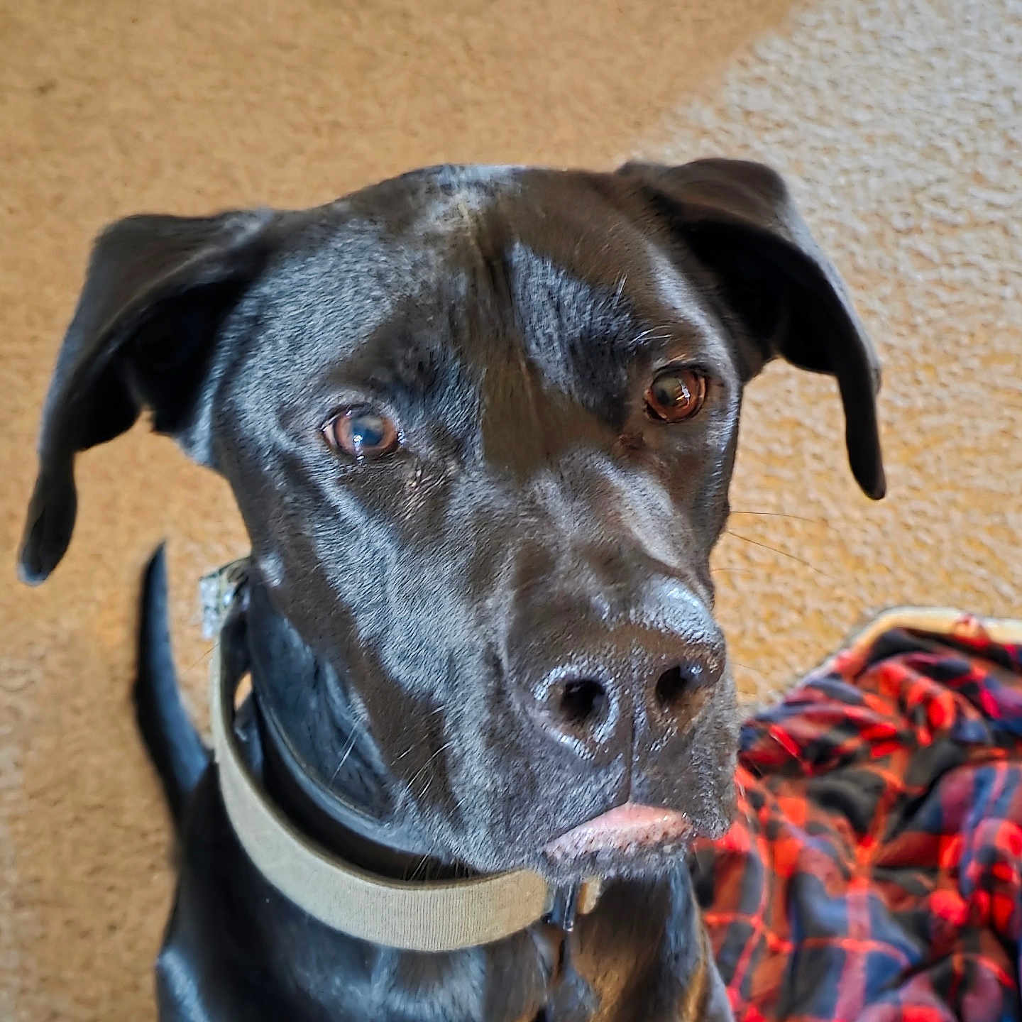 Jax