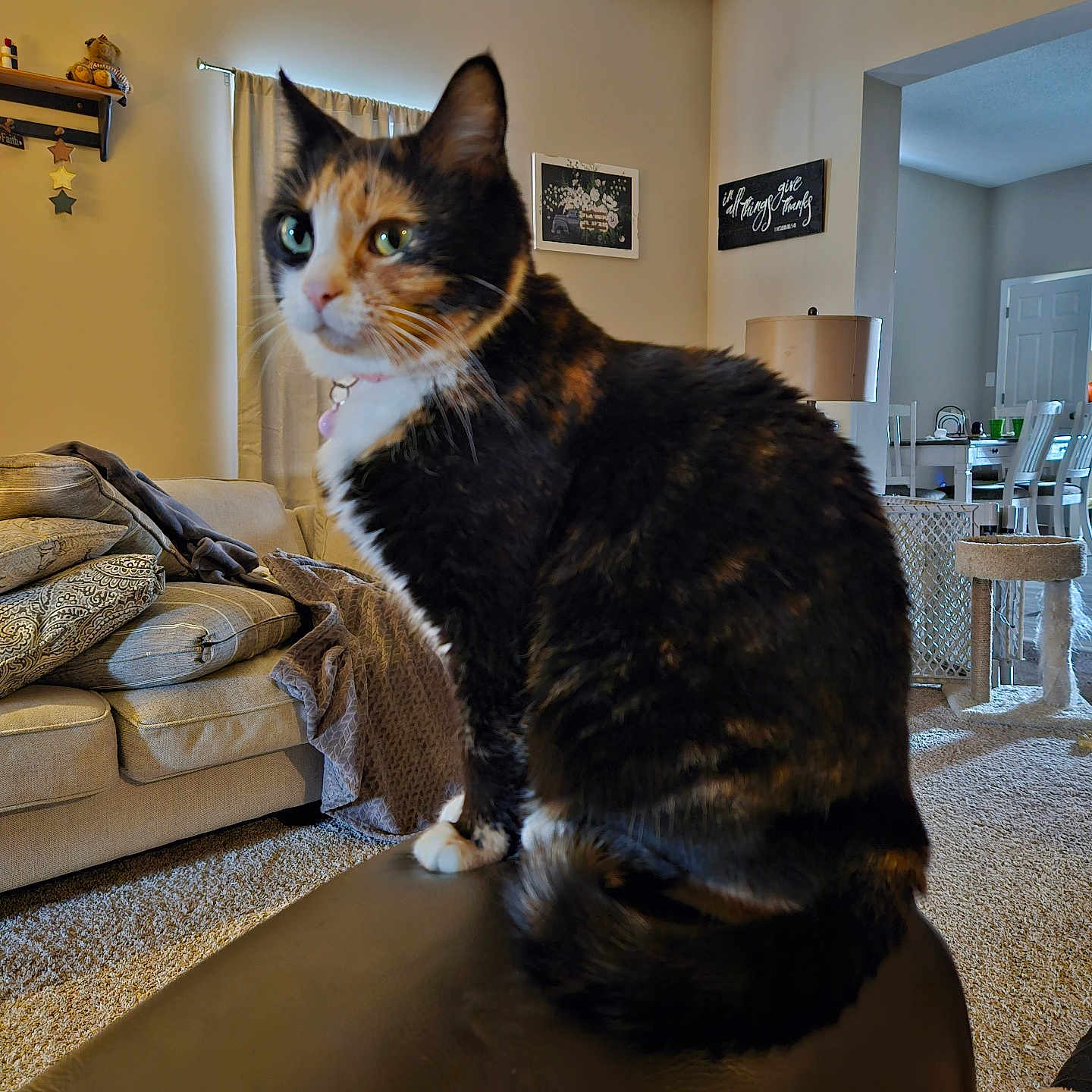 Nymeria