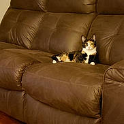 Nymeria joined the competition — help win amazing prizes! cat, calico_cat, pet, animal, feline, sitting, lounging, indoors, living_room, recliner, leather_couch, furniture, brown, black, white, orange, fluffy, wide_eyed, relaxed, portrait