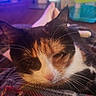 Nymeria is registered to the contest to win money with this photo: cat, calico_cat, sleeping, sleepy, close_up, whiskers, fur, ears, nose, closed_eyes, pet, animal, blanket, cozy, indoors, home, portrait, resting, soft_lighting, colorful_background