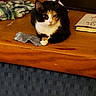 Nymeria is registered to the contest to win money with this photo: cat, calico_cat, black_and_white, orange_markings, pet, animal, sitting, indoors, wooden_table, sock, book, blanket, furniture, whiskers, ears, paws, portrait, home, clutter, watchful