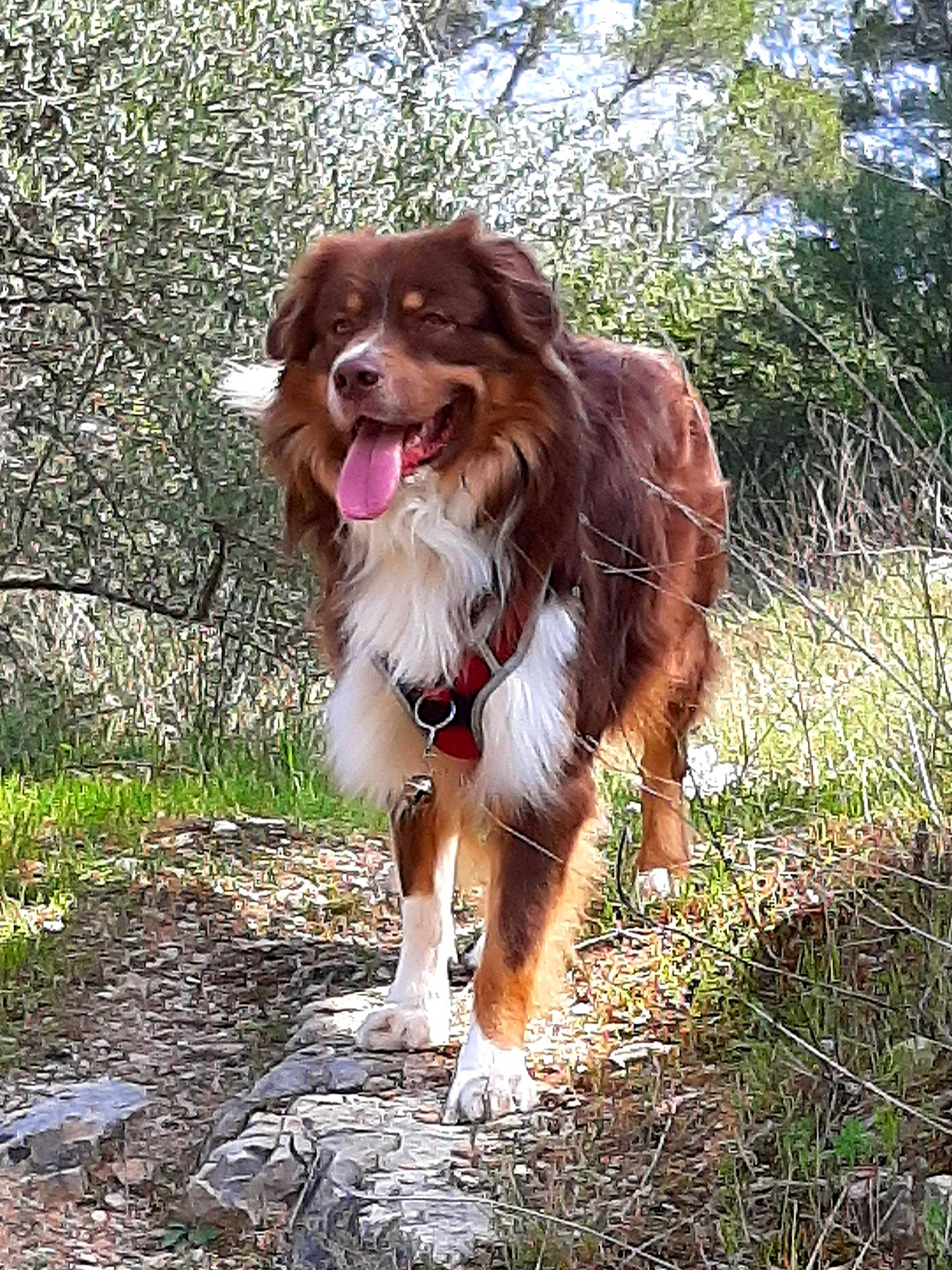 Pepino a rejoint le concours — aidez-le/la à gagner de superbes lots ! adventure, ball, canidae, carnivore, companion_dog, dog, dog_breed, fang, fawn, gun_dog, hunting_dog, king_charles_spaniel, liver, plant, retriever, snout, spaniel, sporting_group, tree, working_dog