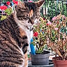 calm, cat, cute, domestic_animal, feline, flowers, fur, garden, greenery, indoor, leafy, marble_surface, nature, pet, plant_pots, potted_plants, sitting, tabby_cat, whiskers, window