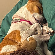 Koda joined the competition — help win amazing prizes! dog, sleeping, puppy, pet, animal, cuddling, plush_toy, stuffed_animal, pink_collar, brown_and_white, curled_up, paws, closed_eyes, indoors, blanket, cushion, cozy, nap, portrait, cute