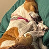 dog, sleeping, puppy, pet, animal, cuddling, plush_toy, stuffed_animal, pink_collar, brown_and_white, curled_up, paws, closed_eyes, indoors, blanket, cushion, cozy, nap, portrait, cute