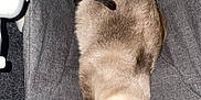 Simba a rejoint le concours — aidez-le/la à gagner de superbes lots ! bag, canidae, carnivore, claw, comfort, dog_breed, fashion_accessory, fawn, felidae, fur, grey, linens, luggage_and_bags, nap, sleeve, small_to_medium_sized_cats, snout, sporting_group, tail, whiskers