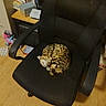 cat, sleeping, chair, office_chair, indoor, pet, feline, curled_up, black_chair, wooden_floor, domestic_animal, striped, spotted, resting, cozy, home, furniture, relaxation, animal, comfort