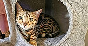 Torque joined the competition — help win amazing prizes! cat, bengal_cat, pet, animal, feline, indoor, cat_condo, cozy, curious, green_eyes, striped, tabby, fur, whiskers, claws, resting, looking, cute, household, soft
