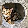 cat, bengal_cat, pet, animal, feline, indoor, cat_condo, cozy, curious, green_eyes, striped, tabby, fur, whiskers, claws, resting, looking, cute, household, soft
