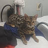 Torque joined the competition — help win amazing prizes! cat, spotted_cat, laundry_room, washing_machine, mop, household, indoor, pet, feline, resting, fabric, appliance, cord, plug, blue_mat, brown_cat, striped_cat, relaxed, domestic, animal