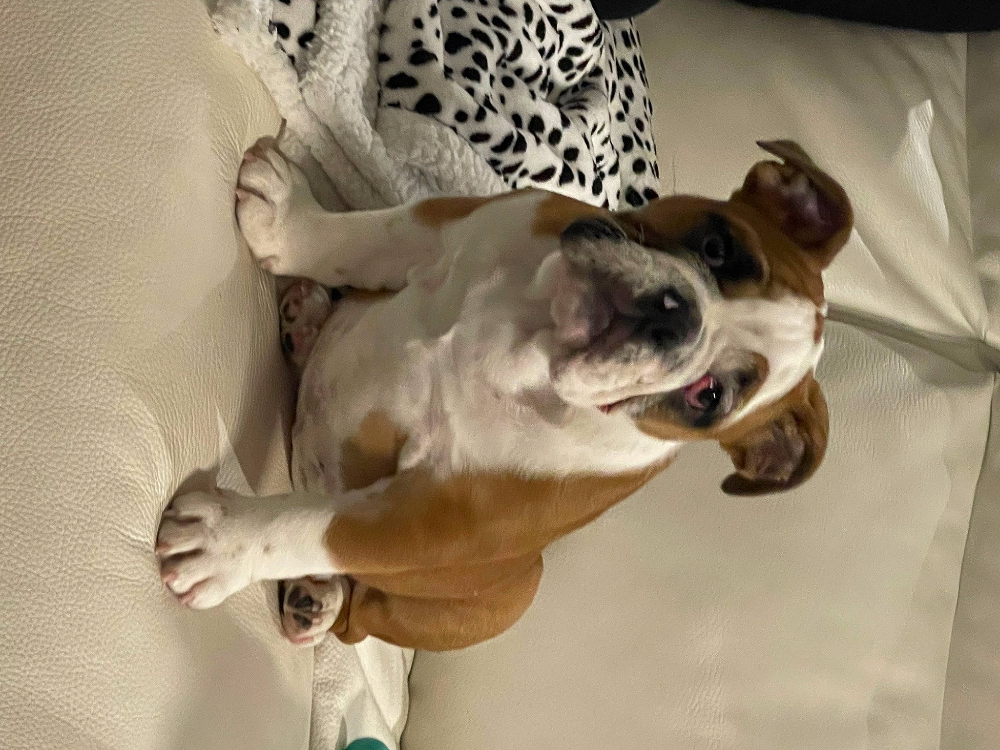 Ugo participe au concours pour gagner de l'argent avec cette photo : carnivore, collar, comfort, companion_dog, dog, dog_breed, dog_collar, dog_supply, ear, eyewear, fawn, felidae, paw, pet_supply, puppy_love, snout, sporting_group, toy_dog, whiskers, working_animal