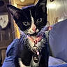 cat, kitten, black_and_white, pink_collar, pet, indoor, close_up, feline, whiskers, curious, sitting, couch, home, cute, domestic_animal, collar_tag, young_cat, portrait, soft_lighting, animal