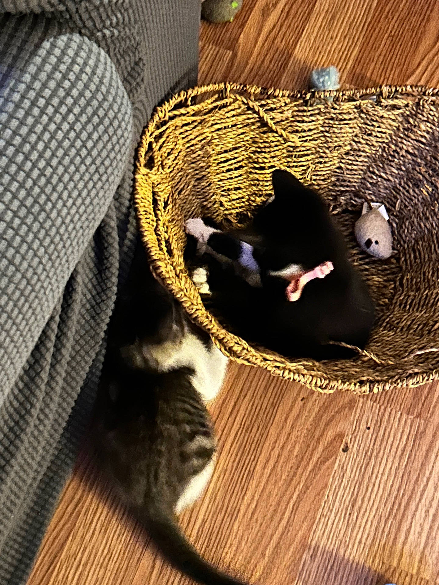 animal, basket, black_cat, cat, couch, cozy, curious, domestic, feline, floor, furniture, indoor, kitten, pet, playful, small, tabby_cat, texture, toy_mouse, wood_flooring