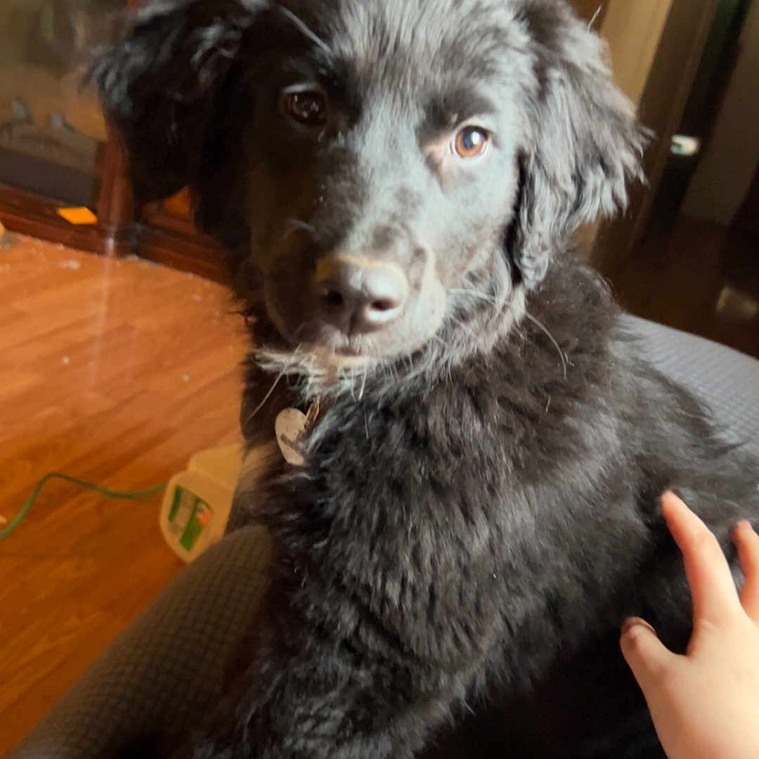 Tia is registered to the contest to win money with this photo: dog, black_dog, pet, couch, indoor, hand, fur, animal, companion, relaxing, cozy, home, wooden_floor, furniture, domestic_animal, friendly, close_up, cute, portrait, canine