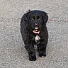 Tia is registered to the contest to win money with this photo: puppy, dog, black_dog, pink_collar, walking, outdoor, pavement, cute, fluffy, young_dog, pet, animal, canine, fur, adorable, alone, front_view, street, young, companion