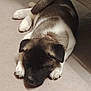 puppy, dog, sleeping, fur, paw, indoor, carpet, resting, cute, pet, animal, young, cozy, relaxed, brown, white, black, ears, face, nose