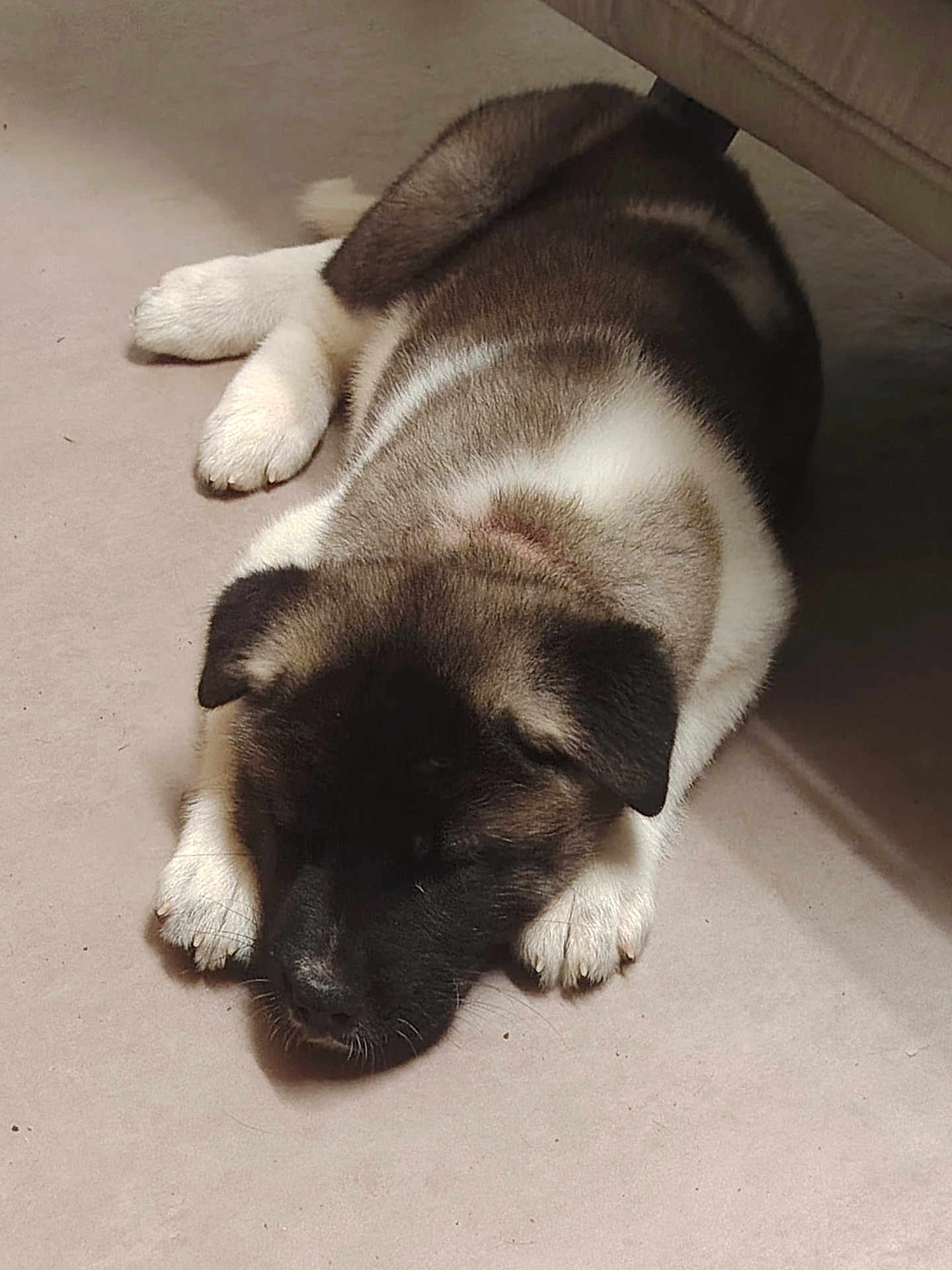 Blue participe au concours pour gagner de l'argent avec cette photo : puppy, dog, sleeping, fur, paw, indoor, carpet, resting, cute, pet, animal, young, cozy, relaxed, brown, white, black, ears, face, nose