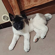 Blue a rejoint le concours — aidez-le/la à gagner de superbes lots ! animal, black_mask, blanket, brown_fur, canine, cute, dog, domestic, floor, indoor, looking_at_camera, lying_down, paw, pet, puppy, relaxed, tail, white_fur, wooden_furniture, young