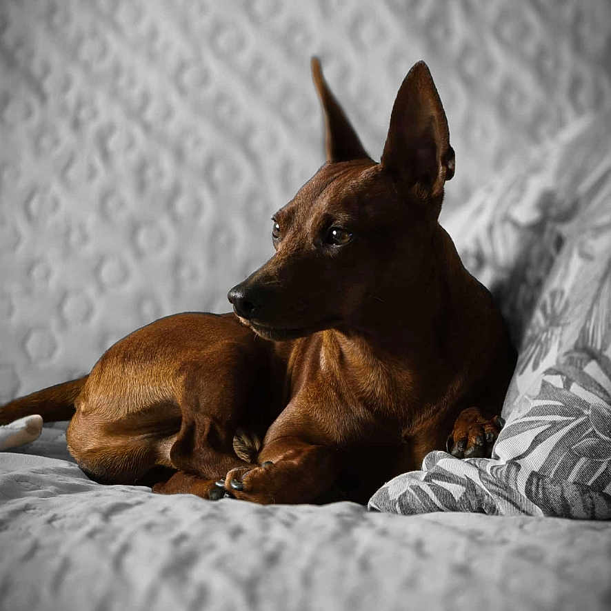 Floki joined the competition — help win amazing prizes! animal, bed, bedroom, canine, cat, chihuahua, computer, couch, cushion, dog, electronics, furniture, homedecor, hound, indoors, interiordesign, laptop, pet, puppy, room