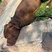 Unique is registered to the contest to win money with this photo: dog, brown_dog, sleeping, lying_down, outdoor, grass, rocks, stone, sunlight, leash, collar, black_collar, short_hair, pet, animal, relaxed, side_view, yard, house_exterior, portrait