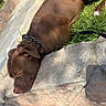 dog, brown_dog, sleeping, lying_down, outdoor, grass, rocks, stone, sunlight, leash, collar, black_collar, short_hair, pet, animal, relaxed, side_view, yard, house_exterior, portrait