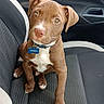 Unique joined the competition — help win amazing prizes! puppy, dog, brown_dog, pet, animal, portrait, sitting, car, car_seat, vehicle_interior, collar, dog_tag, bone_tag, white_chest, floppy_ears, short_fur, wide_eyes, cute, indoors, photography