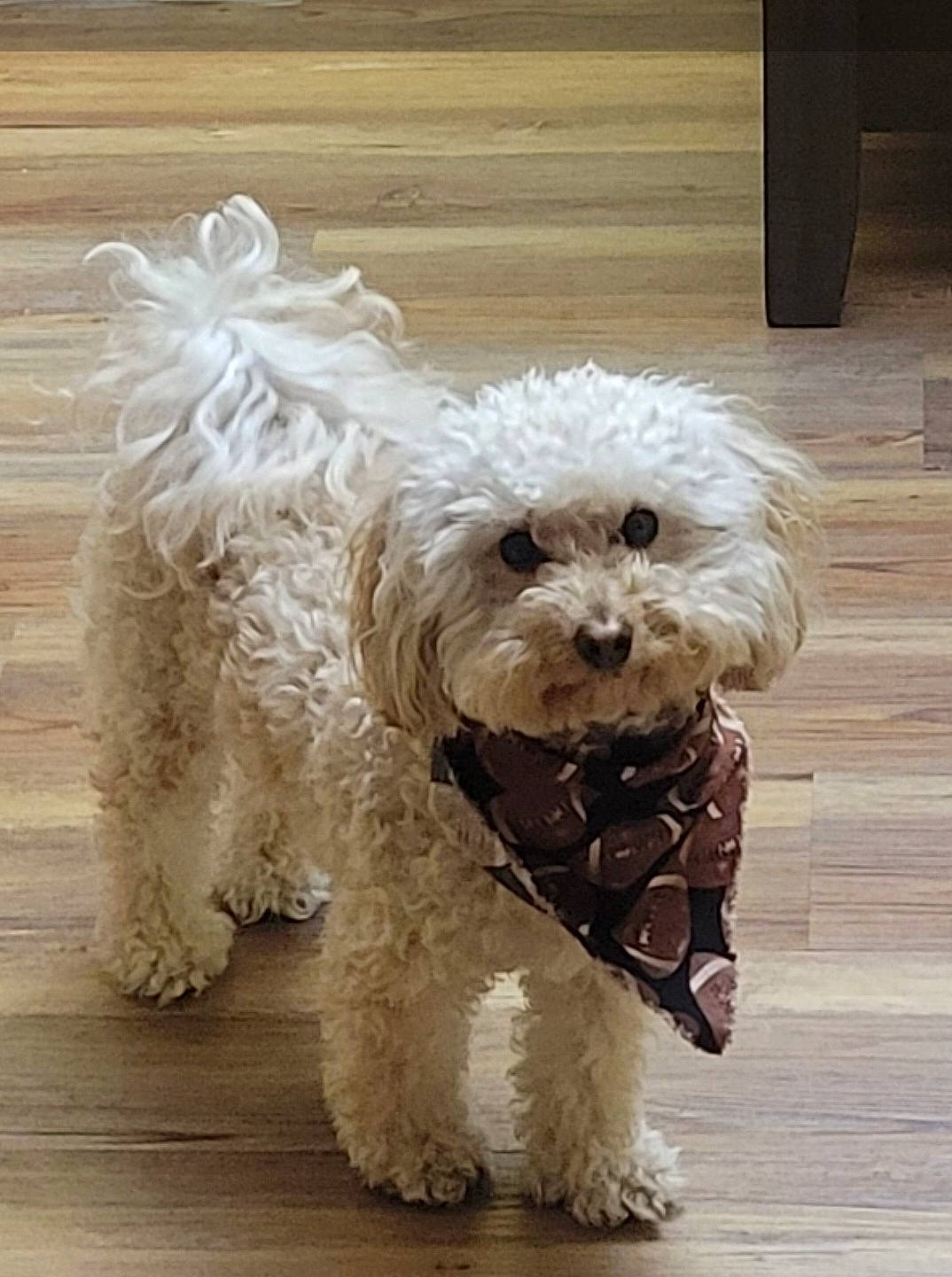 Rocky is registered to the contest to win money with this photo: canidae, carnivore, companion_dog, dog, dog_breed, dog_collar, fur, hardwood, labradoodle, maltepoo, non_sporting_group, small_terrier, sporting_group, terrier, toy_dog, water_dog, wood, working_animal