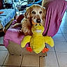 dog, golden_retriever, plush_toy, yellow_duck, armchair, pink_cover, elderly_person, indoor, tile_floor, window, greenery, reclining, furniture, living_room, pet, toy, relaxation, human, comfort, home