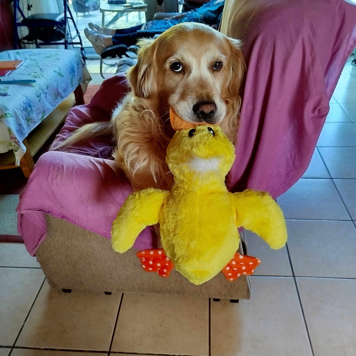 Nutel a rejoint le concours — aidez-le/la à gagner de superbes lots ! dog, golden_retriever, plush_toy, yellow_duck, armchair, pink_cover, elderly_person, indoor, tile_floor, window, greenery, reclining, furniture, living_room, pet, toy, relaxation, human, comfort, home