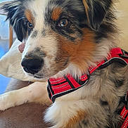 Bianca participe au concours pour gagner de l'argent avec cette photo : accessories, animal, belt, canine, cockerspaniel, collar, collie, couch, dog, formalwear, furniture, harness, hound, husky, leash, papillon, pet, puppy, strap, terrier