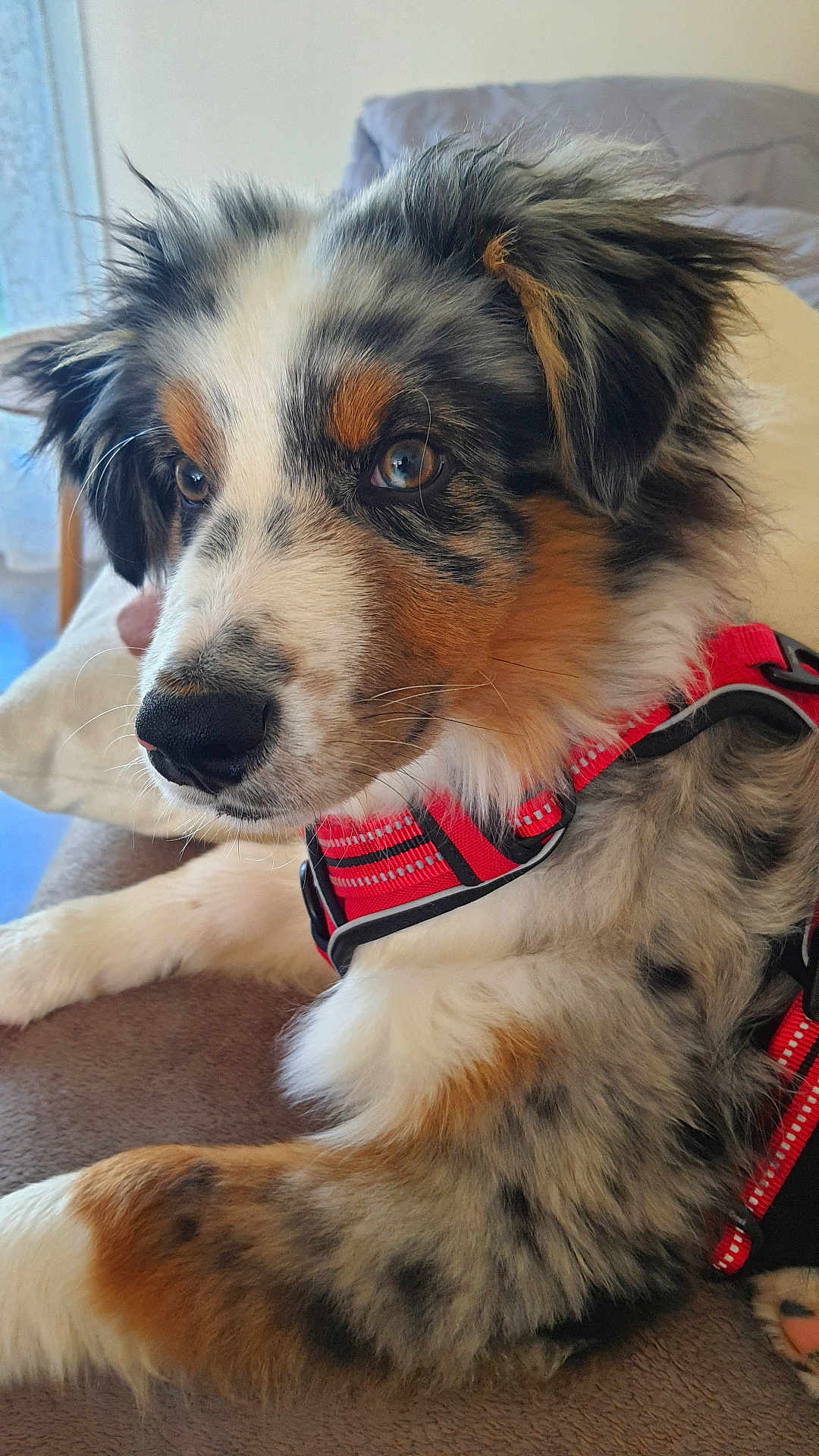 Bianca participe au concours pour gagner de l'argent avec cette photo : accessories, animal, belt, canine, cockerspaniel, collar, collie, couch, dog, formalwear, furniture, harness, hound, husky, leash, papillon, pet, puppy, strap, terrier