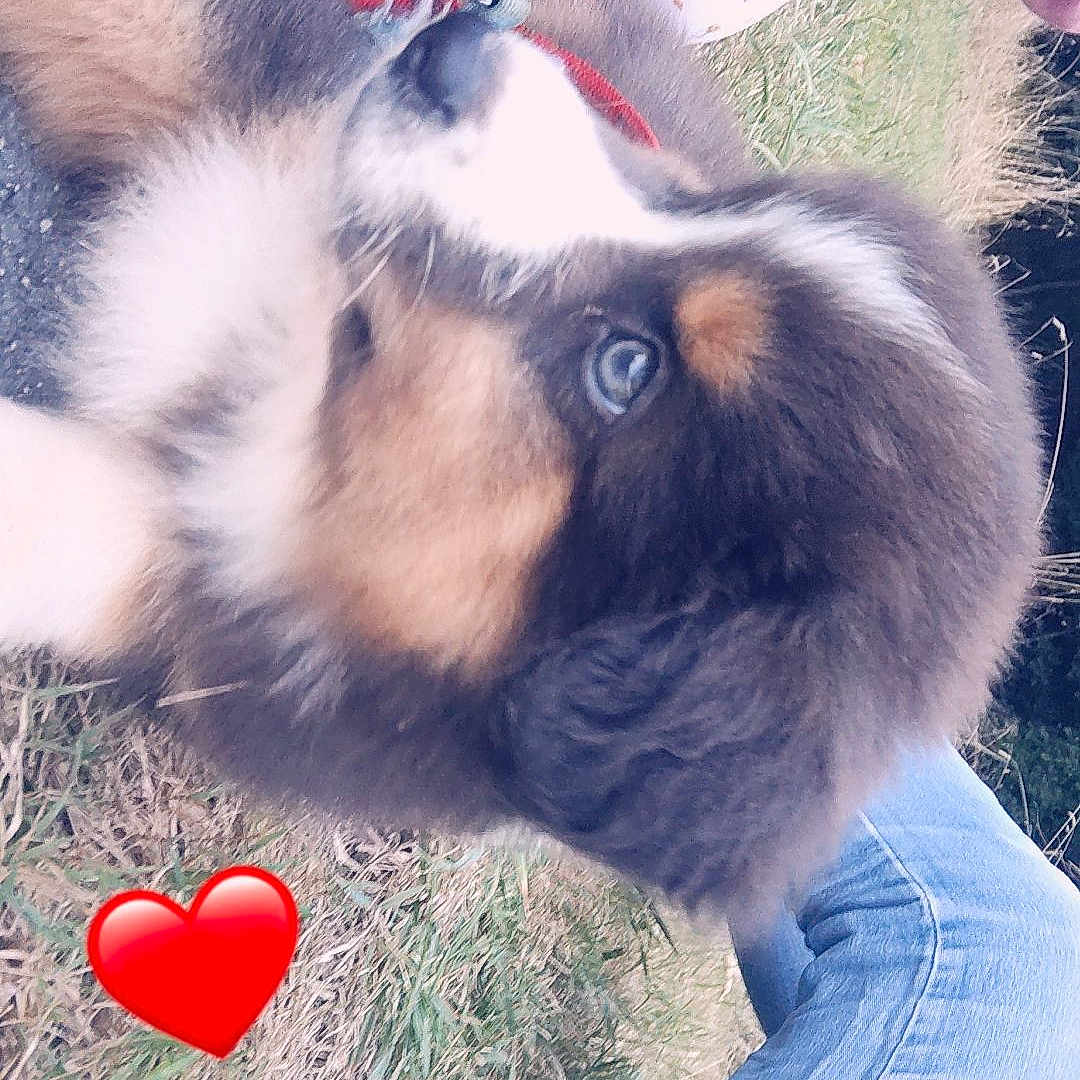 Jack participe au concours pour gagner de l'argent avec cette photo : animal, canine, clothing, coat, dog, face, grass, head, heart, husky, jacket, jeans, pants, person, pet, photography, plant, portrait, puppy, soil