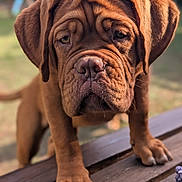 Brynhild a rejoint le concours — aidez-le/la à gagner de superbes lots ! dog, puppy, brown_dog, mastiff, wrinkles, portrait, close_up, outdoors, wooden_bench, paws, floppy_ears, short_fur, facial_expression, sad_looking, curious, pet, animal, warm_lighting, shallow_depth_of_field, photography