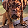 dog, puppy, brown_dog, mastiff, wrinkles, portrait, close_up, outdoors, wooden_bench, paws, floppy_ears, short_fur, facial_expression, sad_looking, curious, pet, animal, warm_lighting, shallow_depth_of_field, photography