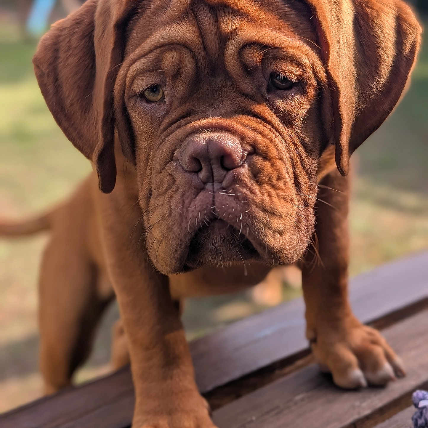 Brynhild a rejoint le concours — aidez-le/la à gagner de superbes lots ! dog, puppy, brown_dog, mastiff, wrinkles, portrait, close_up, outdoors, wooden_bench, paws, floppy_ears, short_fur, facial_expression, sad_looking, curious, pet, animal, warm_lighting, shallow_depth_of_field, photography