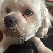 Lavonda Harris joined the competition — help win amazing prizes! animal, black_nose, close_up, companion, cute, cute_pet, dog, domestic_animal, face, fluffy, furry, indoor, looking_away, mammal, pet, portrait, snout, soft_light, whiskers, white_fur