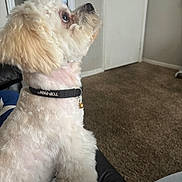 Charlie joined the competition — help win amazing prizes! dog, small_dog, white_dog, fluffy_fur, collar, bell, profile_view, looking_up, indoor, carpet, door, wall, sofa_armrest, groomed, pet, head, eye, living_room, shelf, television