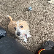 Sabrina joined the competition — help win amazing prizes! dog, small_dog, terrier, pet, carpet, toy, stuffed_toy, collar, sitting, indoor, living_room, looking_up, adorable, fur, paw, couch, slipper, human_leg, carpet_texture, curious_expression