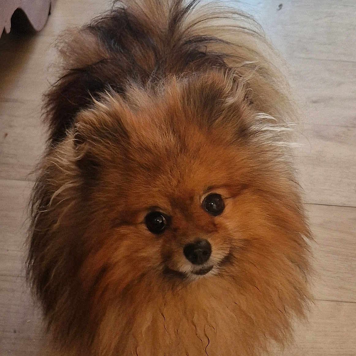 Pox participe au concours pour gagner de l'argent avec cette photo : adorable, animal, brown, canine, companion, curious, cute, dog, domestic_animal, fluffy, friendly, fur, furry, indoor, looking_up, pet, pomeranian, portrait, small_dog, wooden_floor