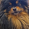 animal, background, black, chair, closeup, colorful, curious, cute, dog, domestic, ears, face, fluffy, fur, indoor, pet, pomeranian, portrait, tan, whiskers