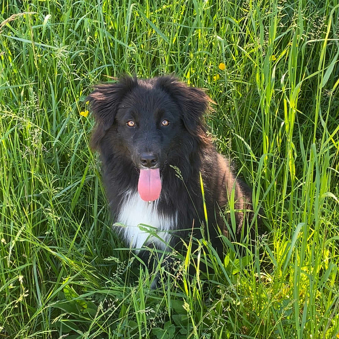 Vicky a rejoint le concours — aidez-le/la à gagner de superbes lots ! animal, canine, dog, face, field, grass, grassland, green, head, herbal, herbs, lawn, nature, outdoors, person, pet, photography, plant, puppy, vegetation