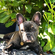 Lily joined the competition — help win amazing prizes! dog, french_bulldog, puppy, outdoor, greenery, plants, sunlight, shadows, stones, pet, animal, cute, portrait, closeup, nature, relaxing, resting, collar, ears, face