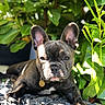 dog, french_bulldog, puppy, outdoor, greenery, plants, sunlight, shadows, stones, pet, animal, cute, portrait, closeup, nature, relaxing, resting, collar, ears, face